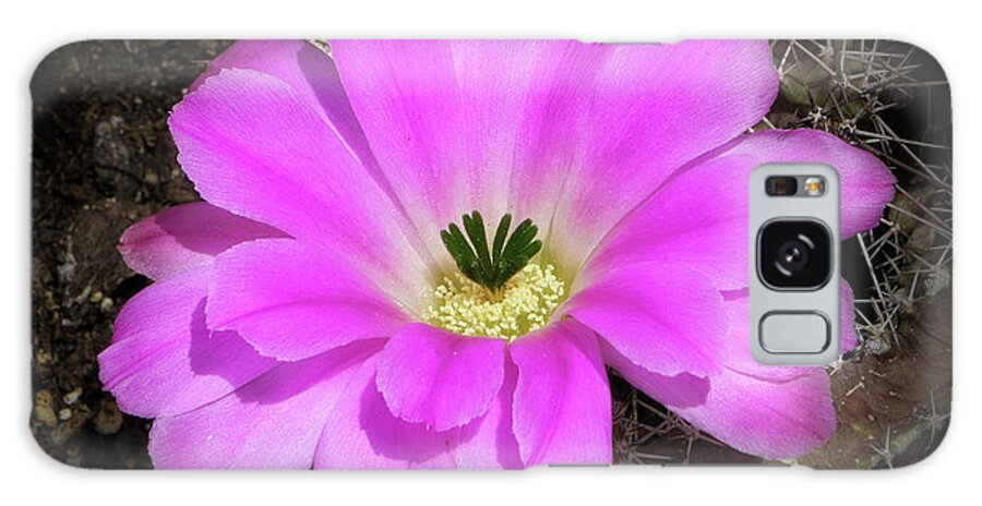 Flowers Galaxy Case featuring the photograph Blooming Pink by Elaine Malott