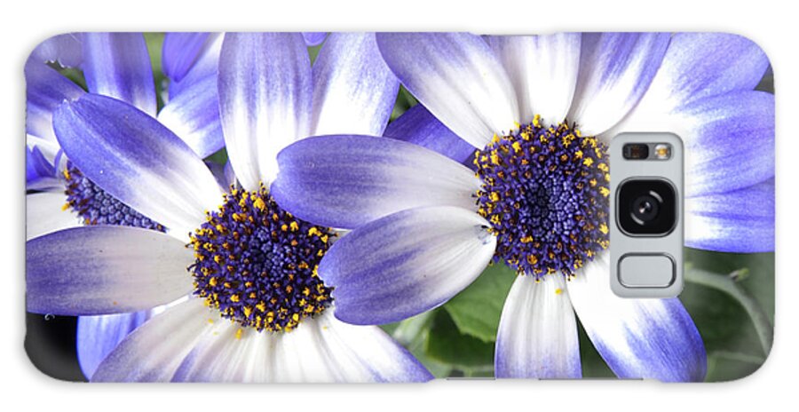 Flowers Galaxy Case featuring the photograph Blue Bi-Color Pericallis Senetti by Dorothy Lee