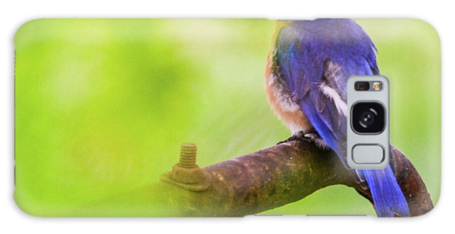 Bird Galaxy Case featuring the photograph Blue Bird by Chuck Brown