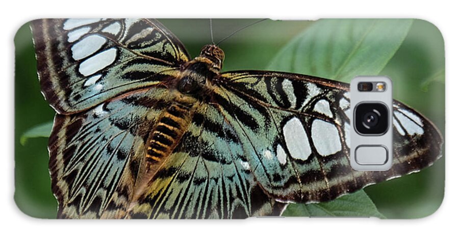 Blue Clipper Butterfly Galaxy S8 Case featuring the photograph Blue Clipper Butterfly open by Ronda Ryan