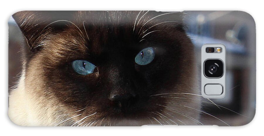 Cats Galaxy Case featuring the photograph Blue-Eyed Bonzai by Sandra Dalton