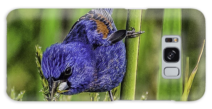 Animal Galaxy Case featuring the photograph Blue Grosbeak on a reed by Nick Zelinsky Jr
