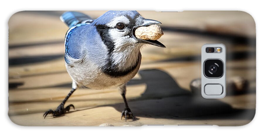 Blue Jay Galaxy Case featuring the photograph Blue Jay eating a Peanut by Al Mueller