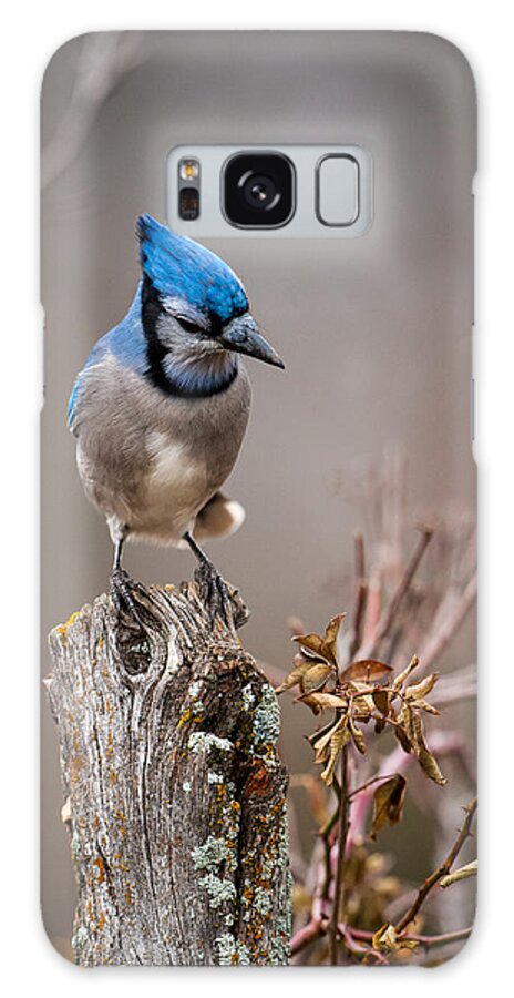 Animal Galaxy Case featuring the photograph Blue Jay on Hedge Post 2 by Jeff Phillippi