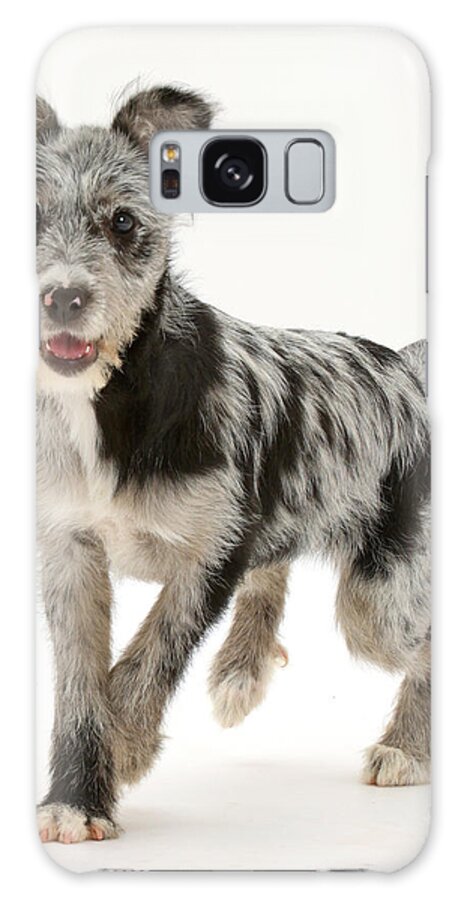 Nature Galaxy Case featuring the photograph Blue Merle Mutt by Mark Taylor