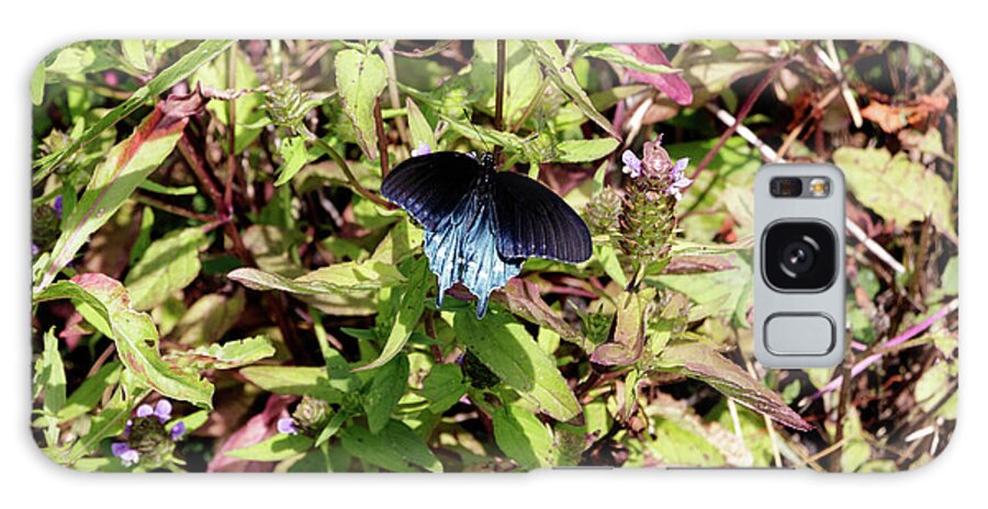 Butterfly Galaxy Case featuring the photograph Blue Ridge Butterflies 2 by Matt Sexton