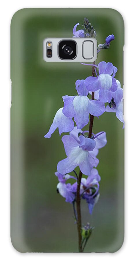 Toadflax Galaxy Case featuring the photograph Blue Toadflax by Paul Rebmann