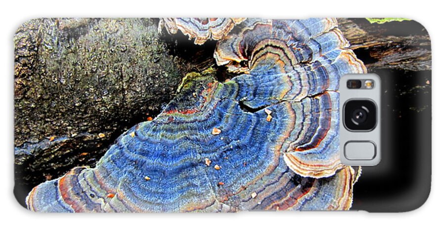 Blue Turketail Fungi Galaxy Case featuring the photograph Blue Turkeytail Fungi by Joshua Bales