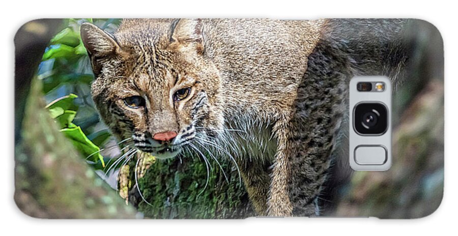 Nature Galaxy Case featuring the photograph Bobcat On The Prowl by DB Hayes