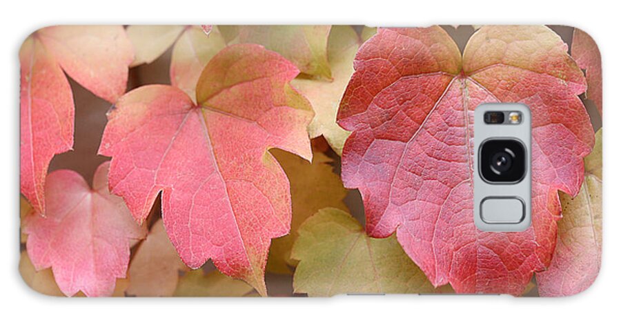 Boston Ivy In Fall Galaxy Case featuring the photograph Boston Ivy Turning by Natalie Dowty