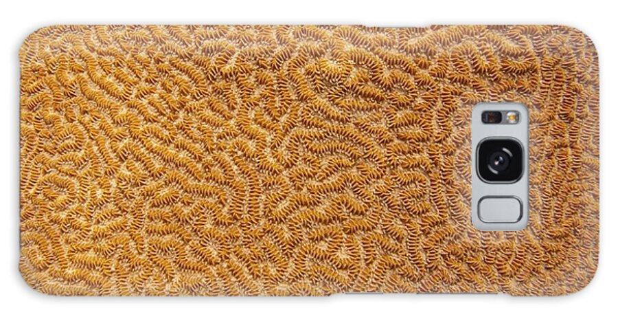 Texture Galaxy Case featuring the photograph Brain Coral 47 by Michael Fryd