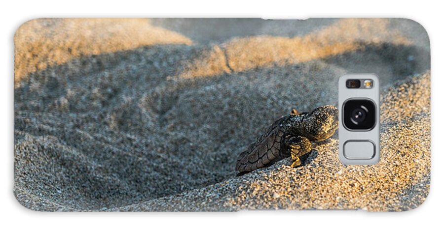 Florida Galaxy Case featuring the photograph Brave Beginnings Sea Turtle Hatchling Delray Beach Florida by Lawrence S Richardson Jr