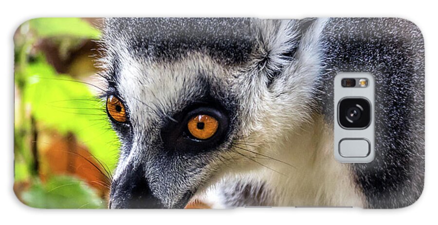 Lemur.chestnut Galaxy Case featuring the photograph Bright Eyes by Nick Bywater
