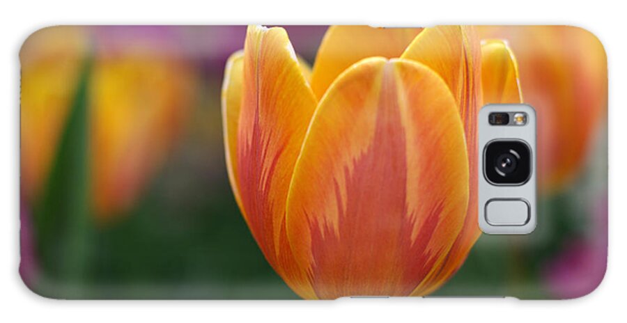 Tulip Galaxy Case featuring the photograph Brilliant Beauty by Linda Mishler