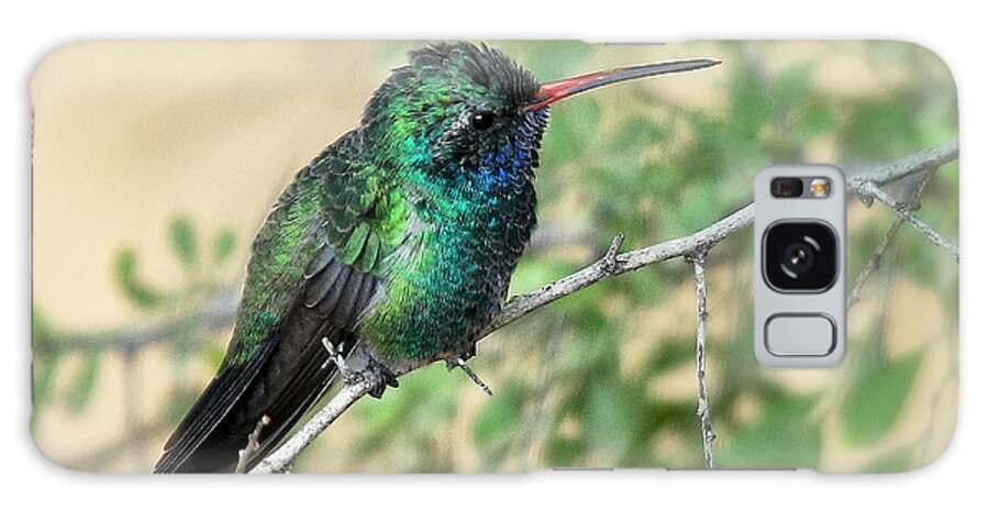 Birds Galaxy Case featuring the photograph Broad-Billed Hummingbird by Elaine Malott