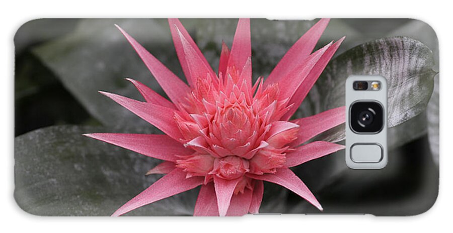 Spiky Galaxy Case featuring the photograph Bromeliad by Tammy Pool