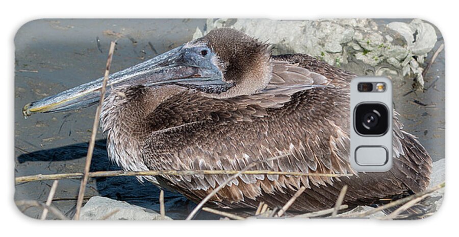 Pelican Galaxy Case featuring the photograph Brown Pelican 3 March 2018 by D K Wall
