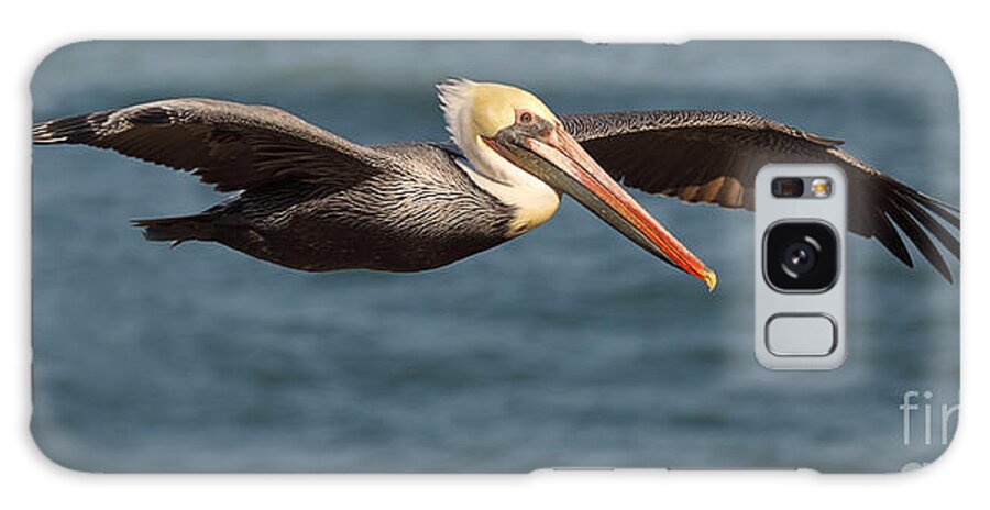Brown Pelican Galaxy Case featuring the photograph Brown Pelican Flying By by Max Allen