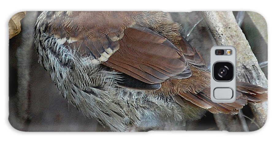 Brown Thrasher Galaxy Case featuring the digital art Brown Thrasher Fledgling by DigiArt Diaries by Vicky B Fuller