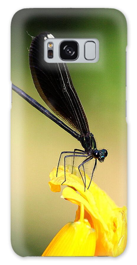 Insect Galaxy Case featuring the photograph Bug on a flower by John Olson