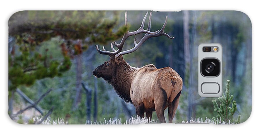 Mark Miller Photos Galaxy Case featuring the photograph Bull Elk in Forest by Mark Miller