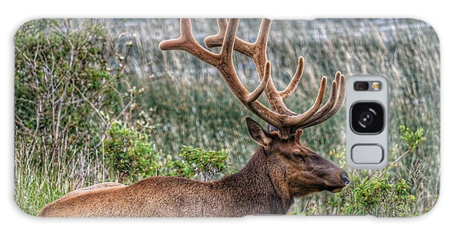 Canada Galaxy Case featuring the photograph Bull Elk by Ross Kestin