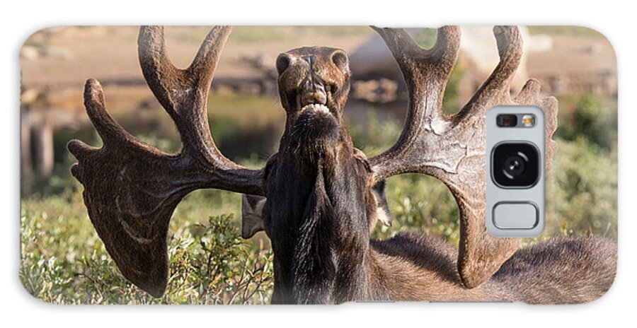Moose Galaxy Case featuring the photograph Bull Moose Takes a Big Whiff by Tony Hake