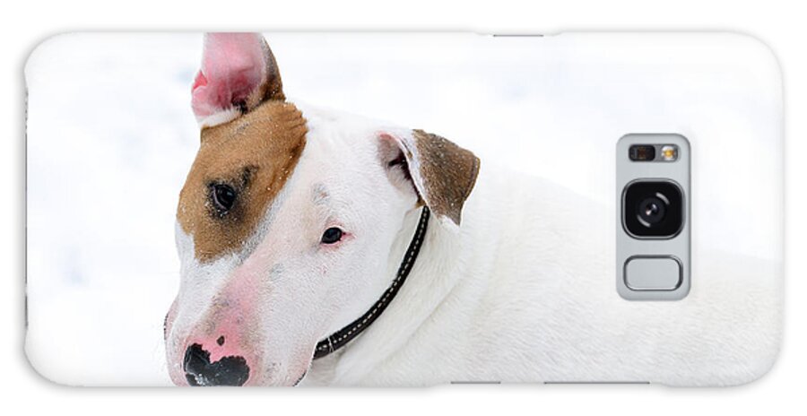 Bull Terrier Galaxy Case featuring the photograph Bull Terrier by Diane Giurco