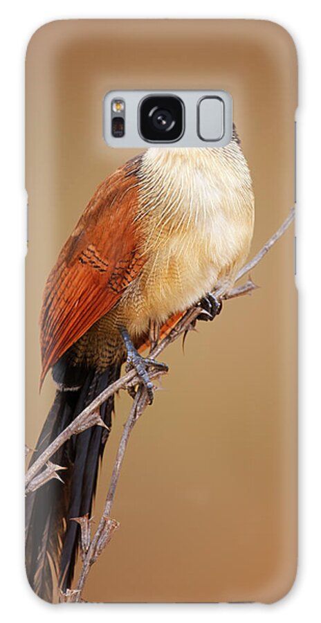 Bird Galaxy Case featuring the photograph Burchell's coucal - Rainbird by Johan Swanepoel