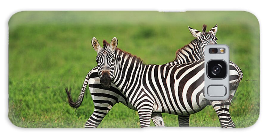 Mp Galaxy Case featuring the photograph Burchells Zebra Equus Burchellii Pair by Cyril Ruoso