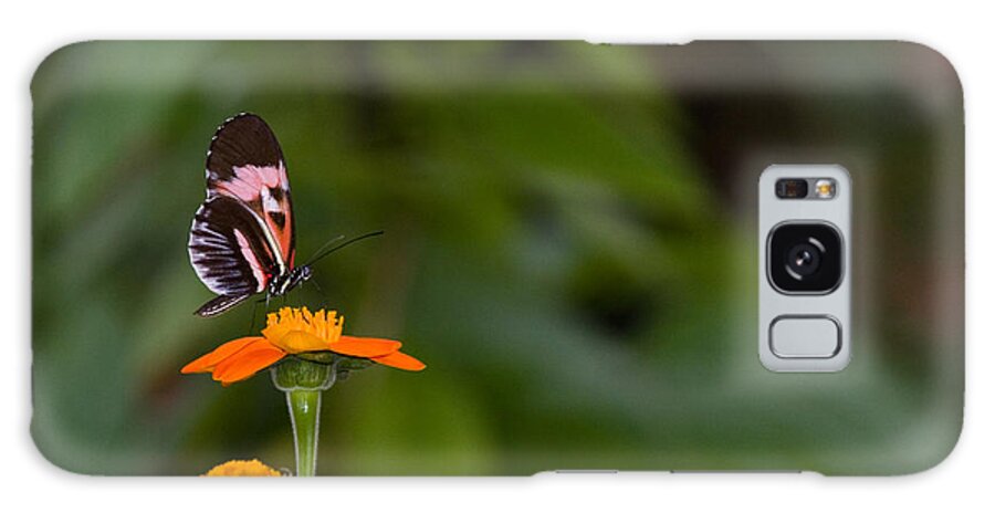Butterfly Galaxy Case featuring the photograph Butterfly 26 by Michael Fryd