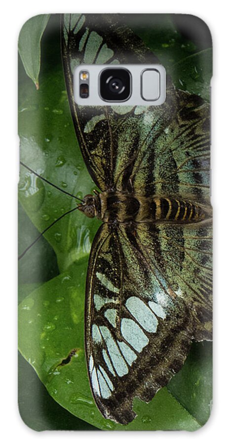 Butterfly Galaxy Case featuring the photograph Butterfly 4 by Christy Garavetto