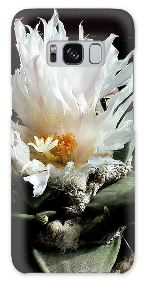 Cactus Galaxy Case featuring the photograph Cactus Flower 8 by Selena Boron