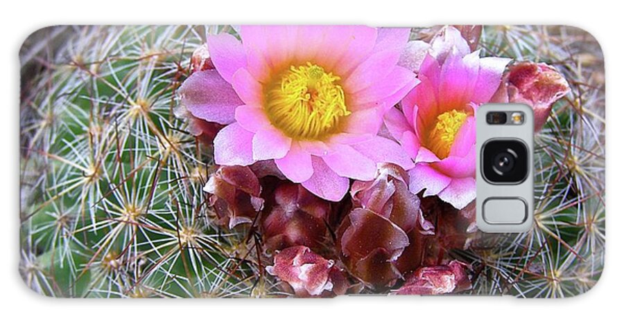 Cactus Flower Galaxy S8 Case featuring the painting Cactus Flower by Alan Johnson
