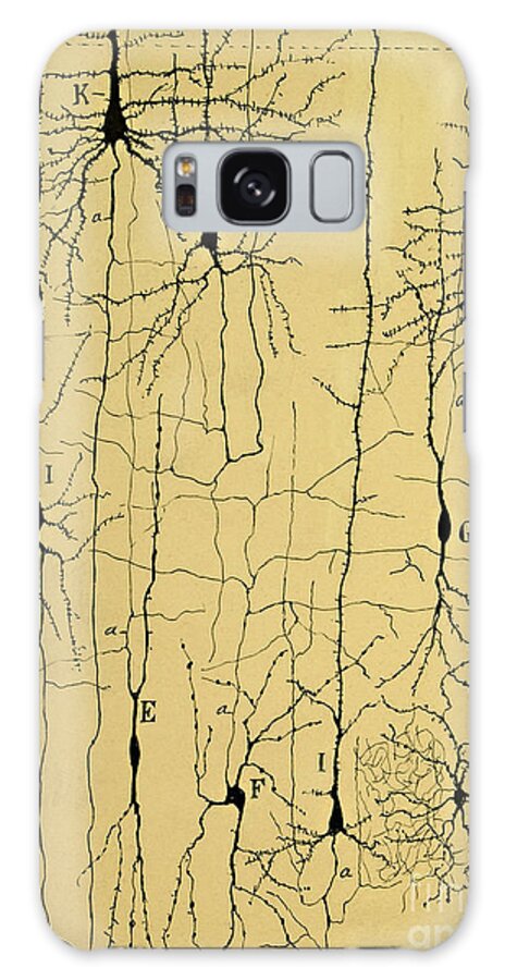 Science Galaxy Case featuring the photograph Cajal Drawing of Microscopic Structure of the Brain 1904 by Science Source
