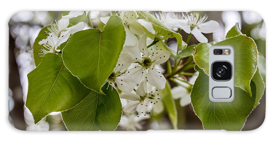 Callery Galaxy Case featuring the photograph Callery Pear Tree Bloom by Susie Weaver