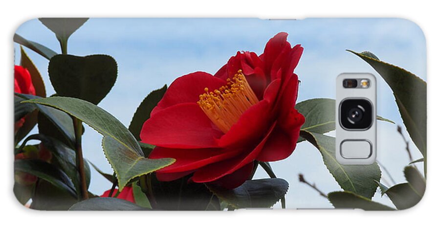 Botanical Galaxy Case featuring the photograph Camellia Kissing the Sky by Richard Thomas