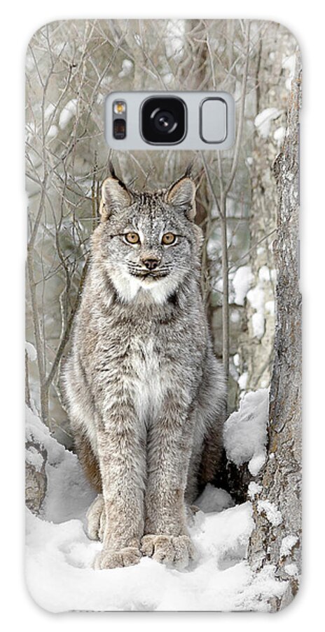 Canadian Wilderness Lynx Galaxy Case featuring the photograph Canadian Wilderness Lynx by Wes and Dotty Weber