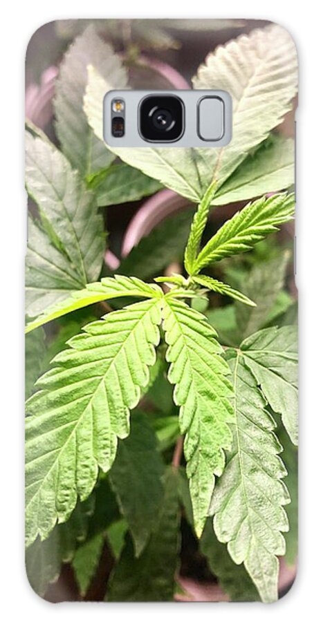 Cannabis Galaxy Case featuring the photograph Cannabis leaves by Dina Calvarese