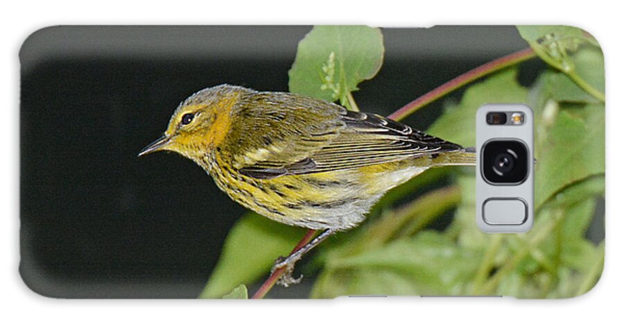 Bird Galaxy Case featuring the photograph Cape May Warbler by Alan Lenk