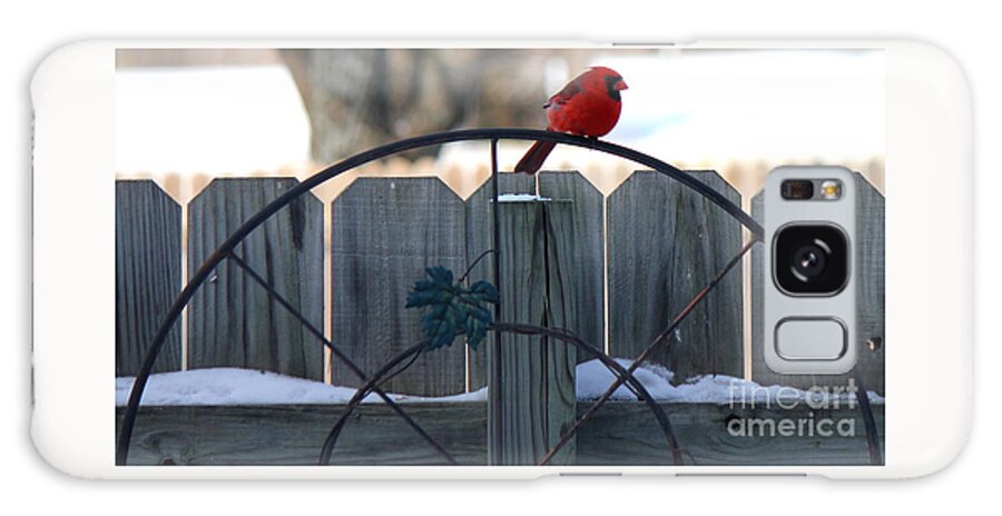 Cardinal Galaxy Case featuring the photograph Cardinal 3 by Sheri Simmons