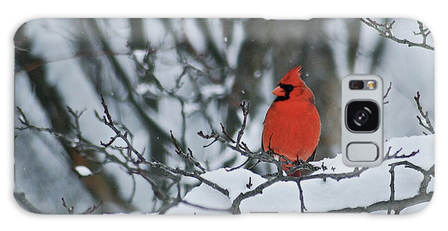 Cardinal Galaxy Case featuring the photograph Cardinal and snow by Michael Peychich
