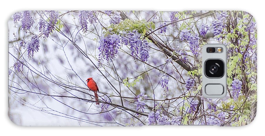 Wisteria Galaxy Case featuring the photograph Cardinal and wisteria by Andrea Anderegg