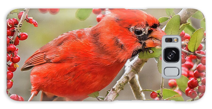 Cardinal Eating Berries Galaxy Case featuring the photograph Cardinal Eating Berries by Joe Granita