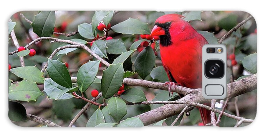Male Cardinal Galaxy Case featuring the photograph Cardinal in Holly Tree by Linda Stern