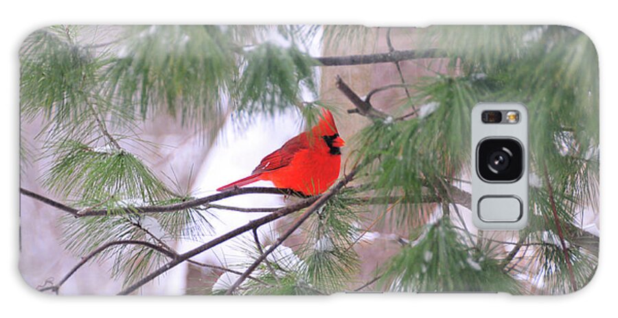 Red Bird Galaxy Case featuring the photograph Cardinal in Winter by David Arment