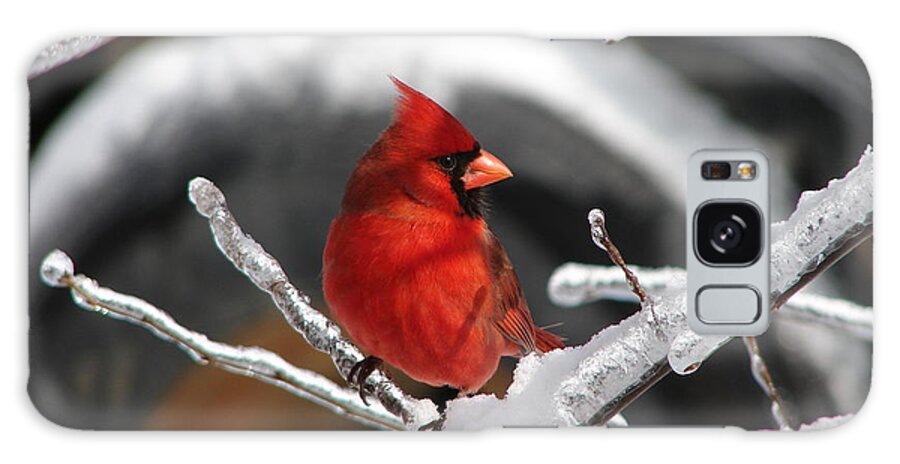 Bird Galaxy S8 Case featuring the photograph Cardinal Surrounded By Ice by Bill Hughey