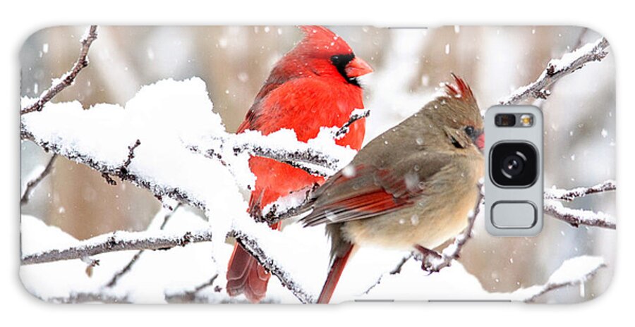 Birds Galaxy Case featuring the photograph Cardinals in the Winter by Trina Ansel