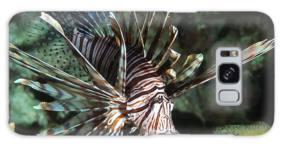 Lionfish Galaxy Case featuring the photograph Caribbean Lion Fish by Amy McDaniel