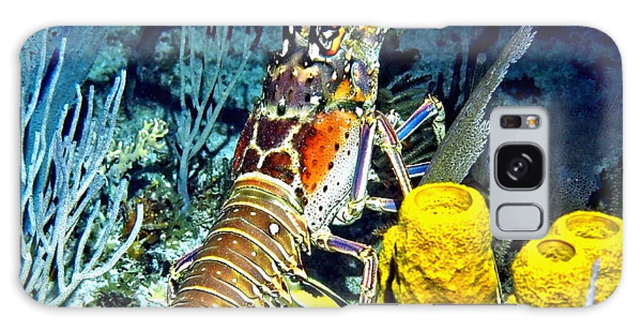 Ocean Galaxy Case featuring the photograph Caribbean Reef Lobster by Amy McDaniel